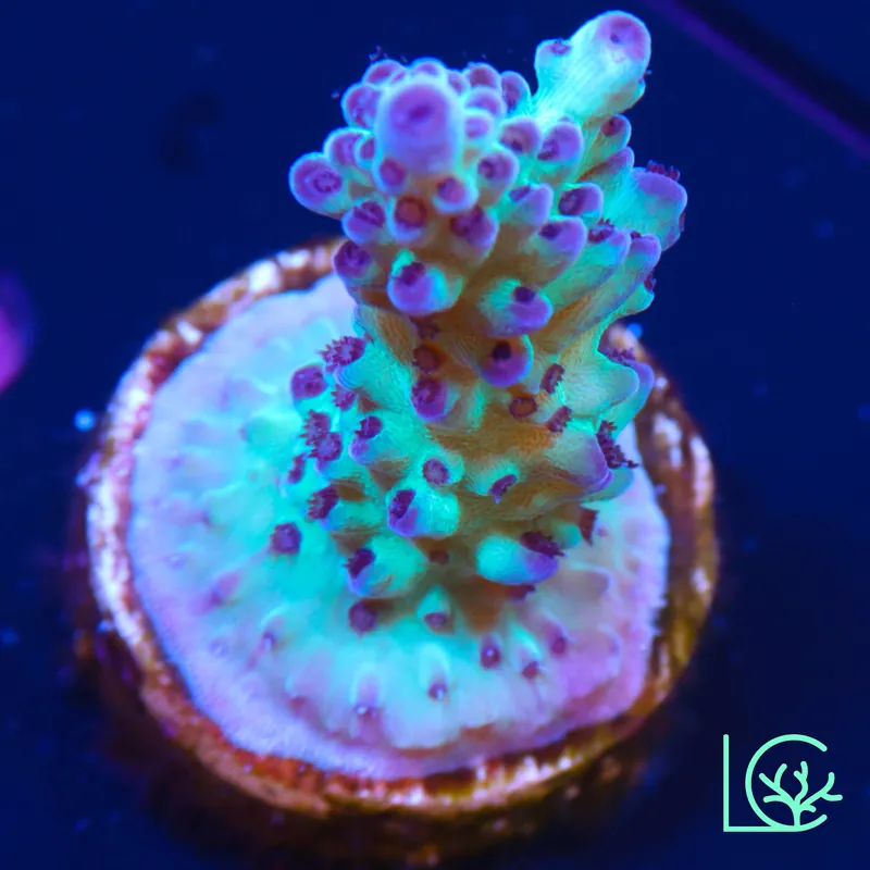 ORA Pearlberry Acropora WYSIWYG - Lush