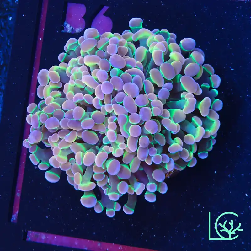 LC Extreme Rainbow Hologram Hammer WYSIWYG - Lush