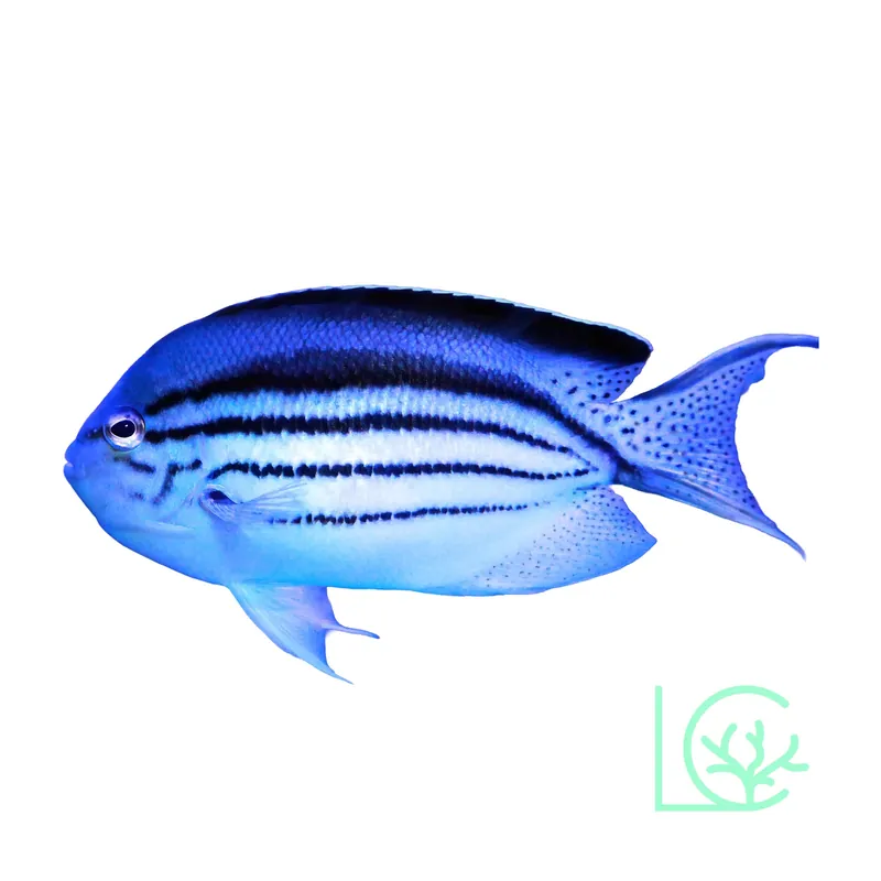 Lamarck Angelfish - Lush