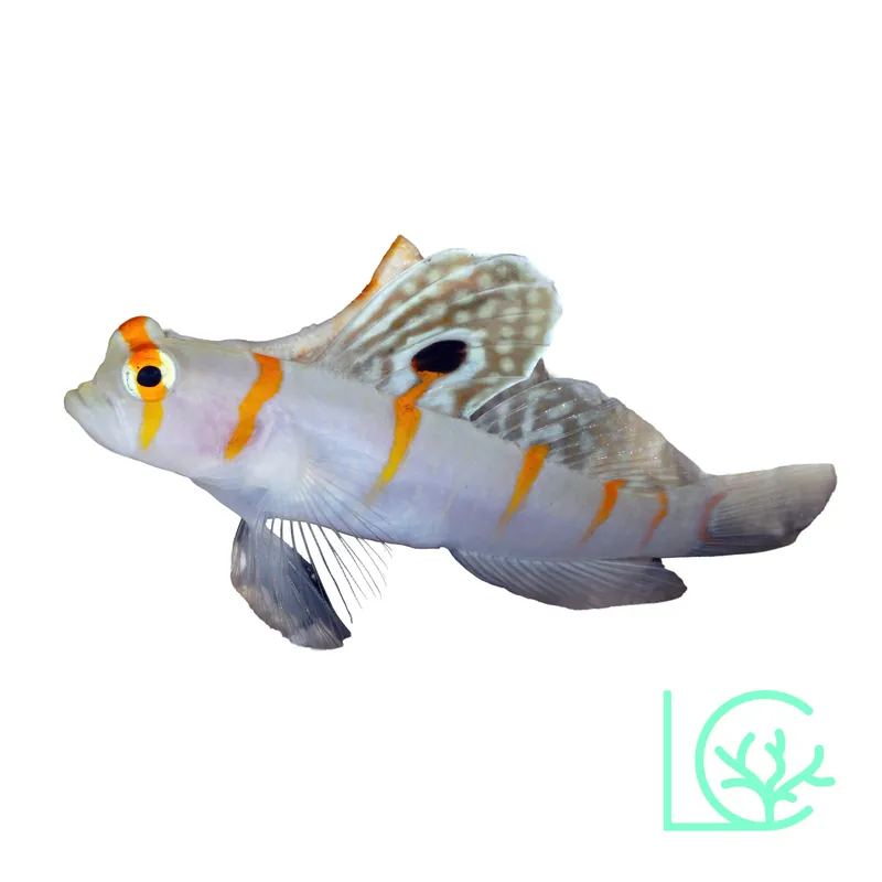 Randall's Shrimp Goby - Lush