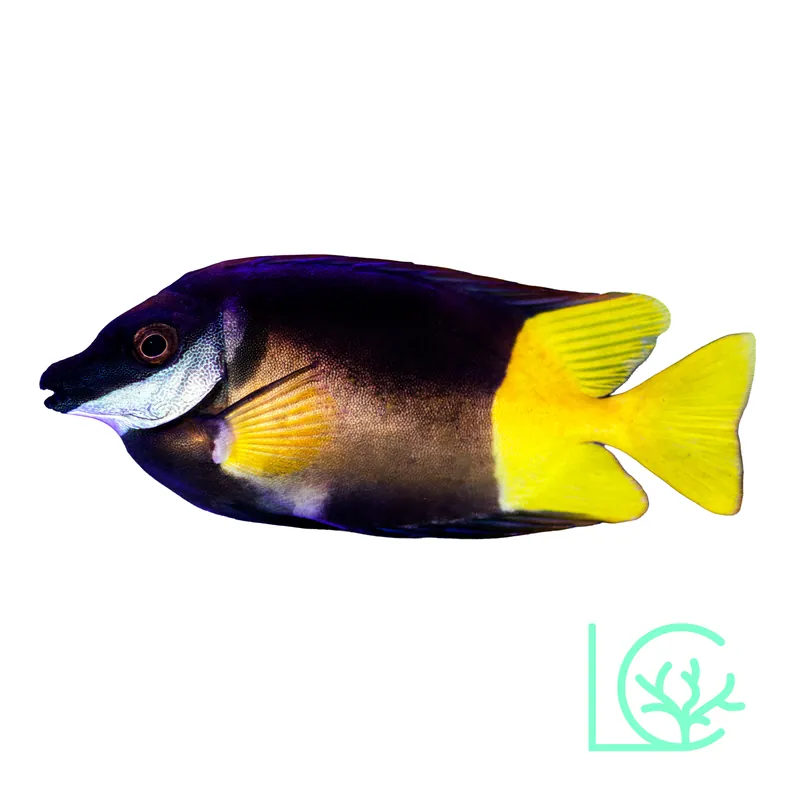 Bicolor Foxface - Lush