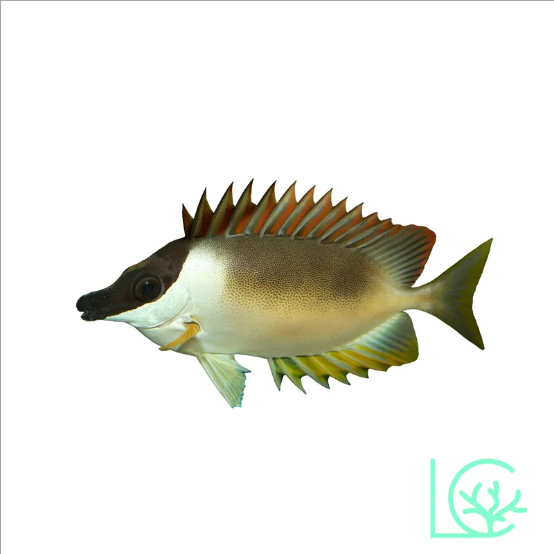 Magnificent Foxface Rabbitfish - Lush