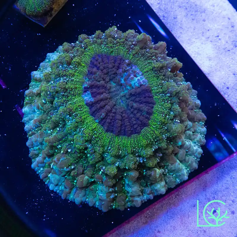 Green Streak Acantho WYSIWYG - Lush