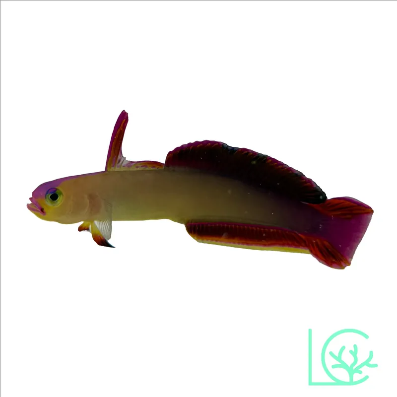 Exquisite Firefish Goby - Lush