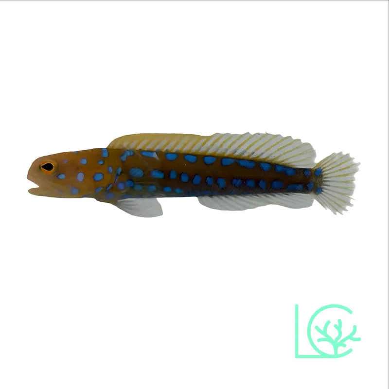 Blue Dot Jawfish - Lush