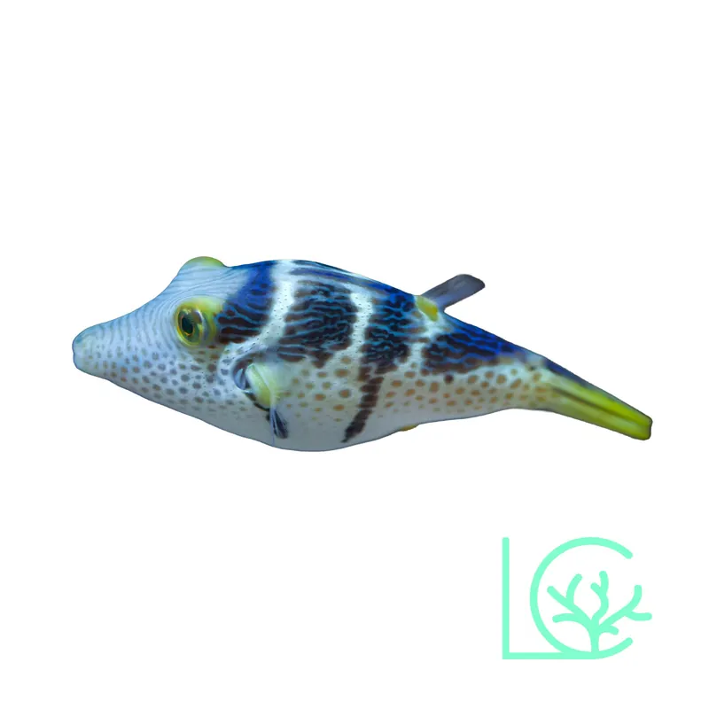 Valentini Puffer - Lush