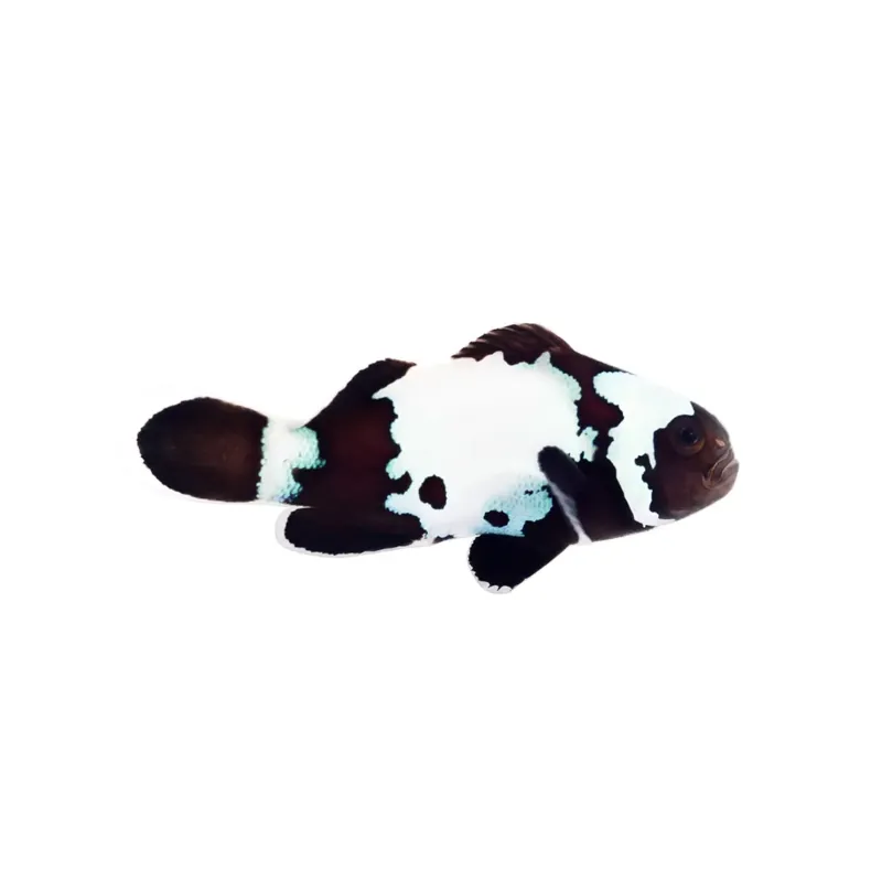 Black Snowflake Clownfish - Proaquatix