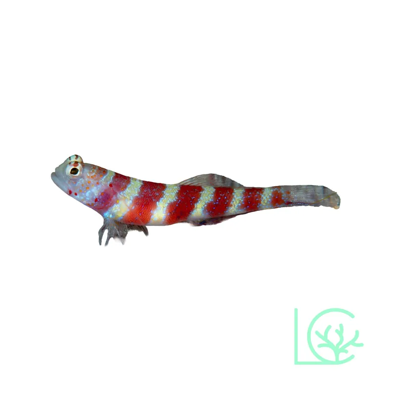 Wheeler’s Shrimp Goby - Lush
