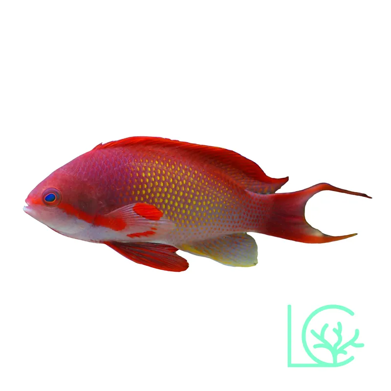 Lyretail Anthias - Lush