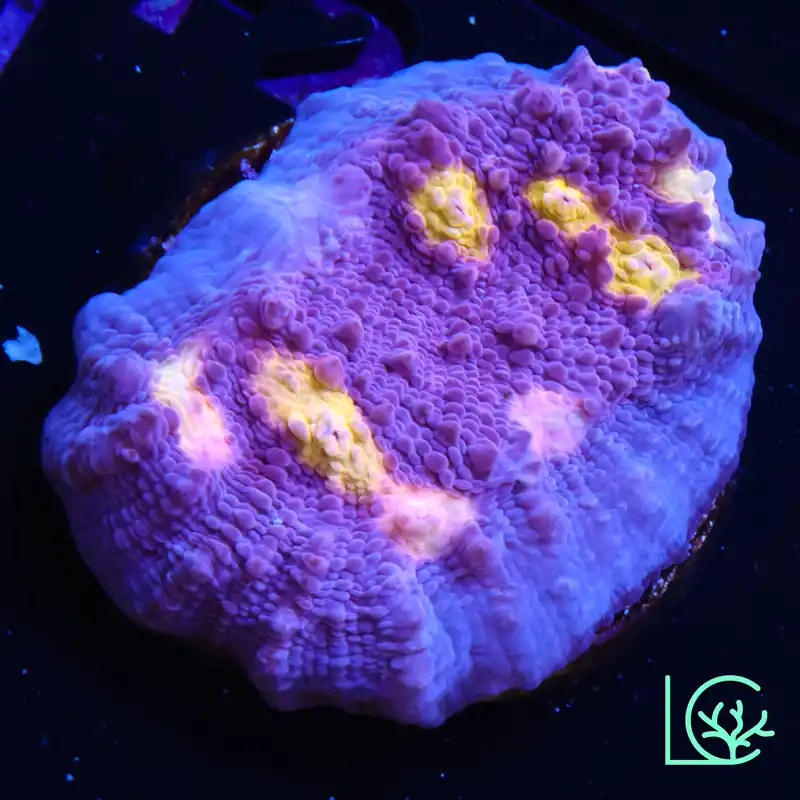 ORA Easter Egg Chalice WYSIWYG - Lush