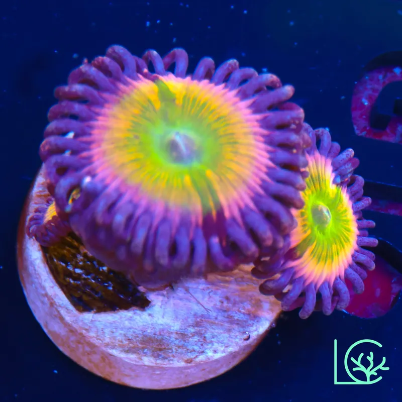 Rainbow Infusion Zoa WYSIWYG - Lush