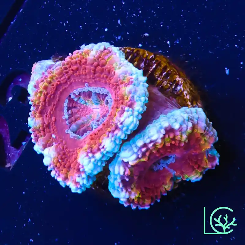 LC Rainbow Acan WYSIWYG - Lush