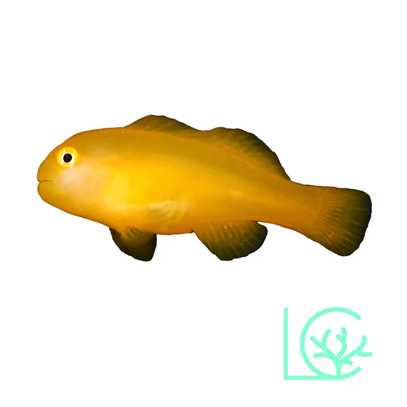 Yellow Clown Goby - Lush
