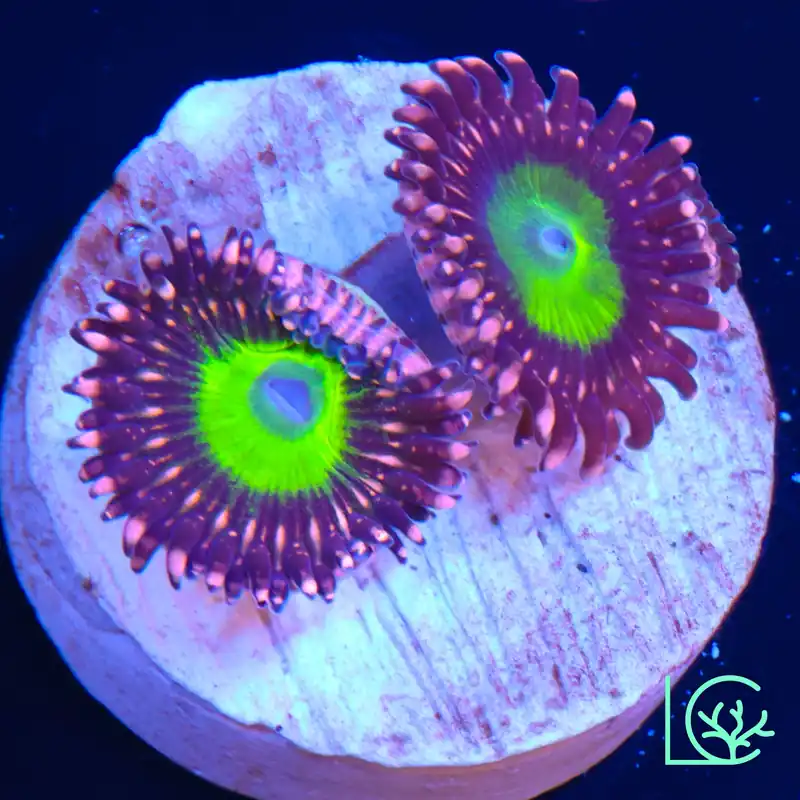 Chucky's Ex Zoa WYSIWYG - Lush