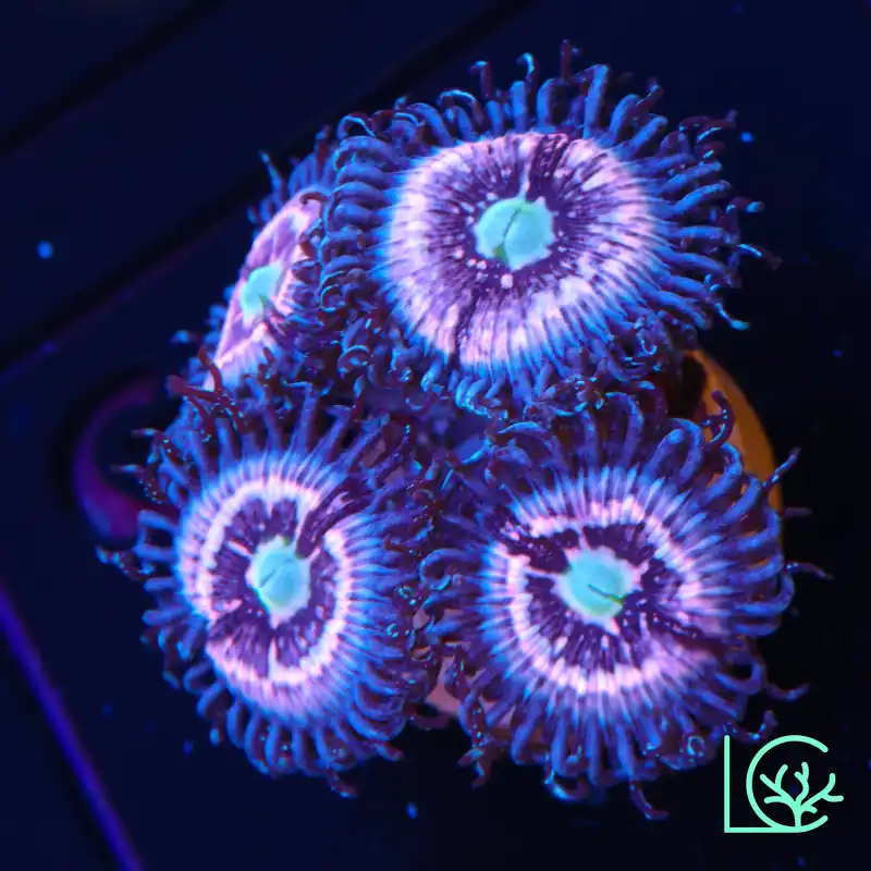 CC Pink Constellation Zoa WYSIWYG - Lush