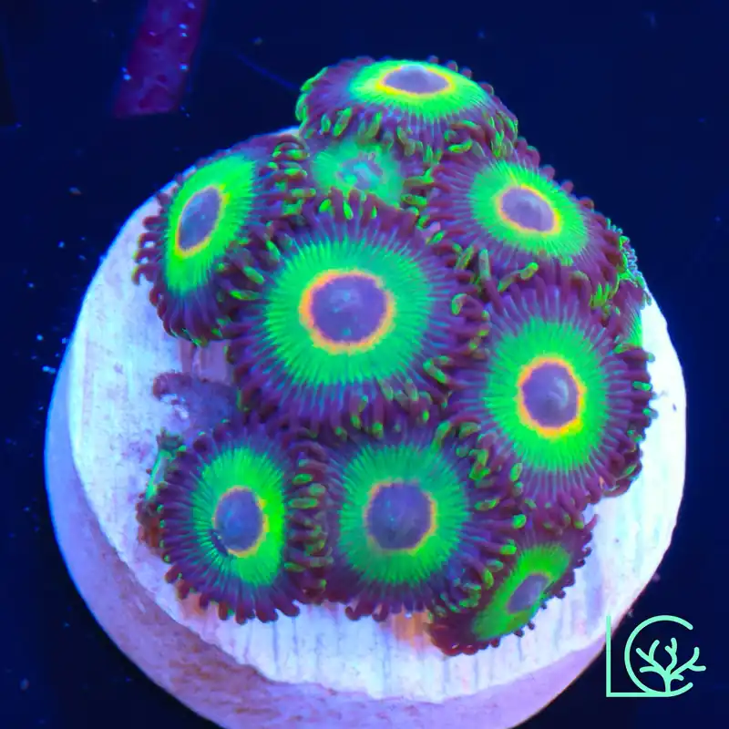 Bob Marley Zoa WYSIWYG - Lush