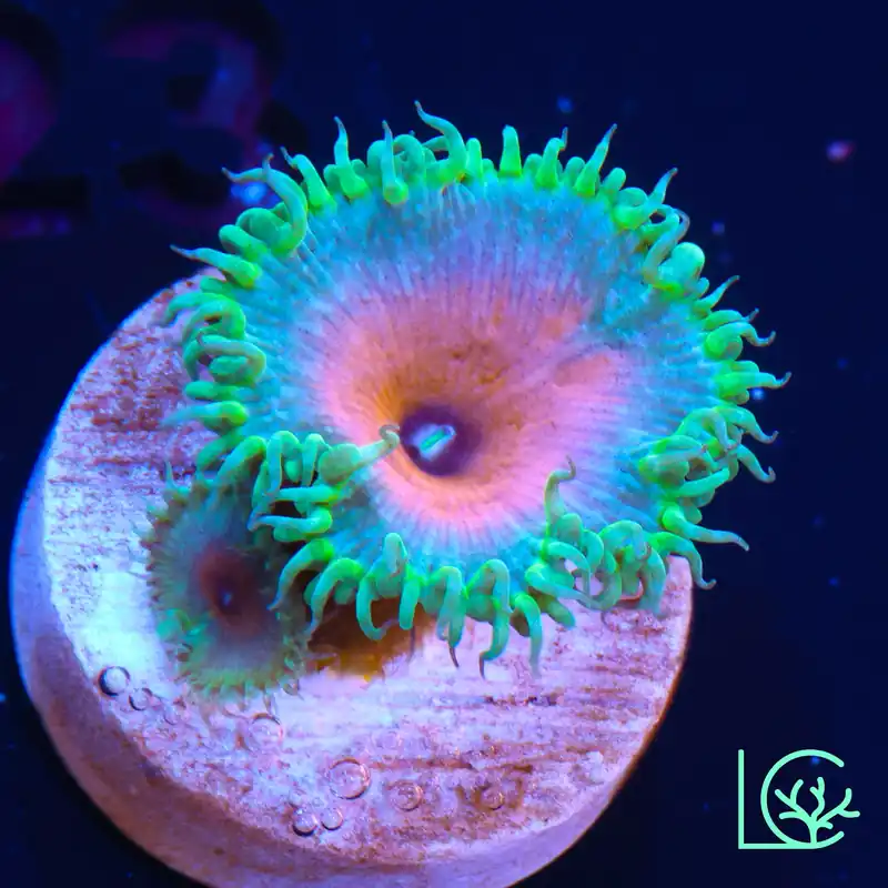 Captain America Zoa WYSIWYG - Lush