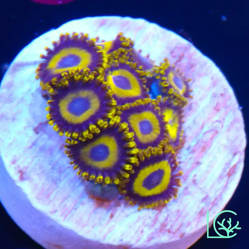LA Lakers Zoa WYSIWYG - Lush