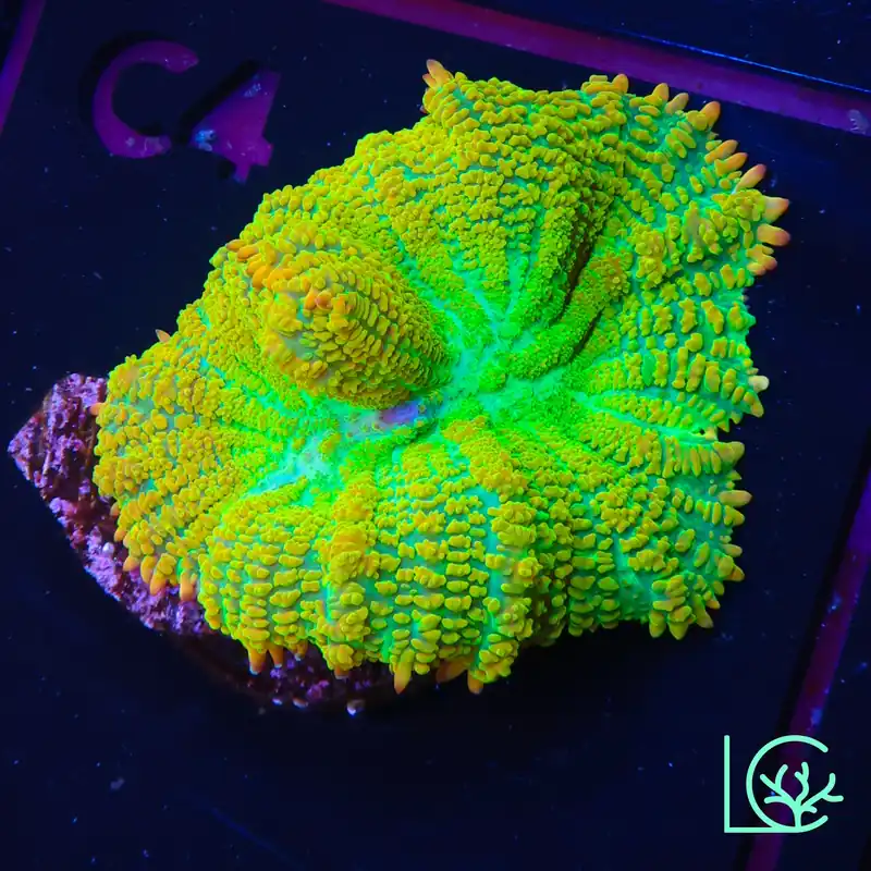 Tequila Sunrise Mushroom WYSIWYG - Lush