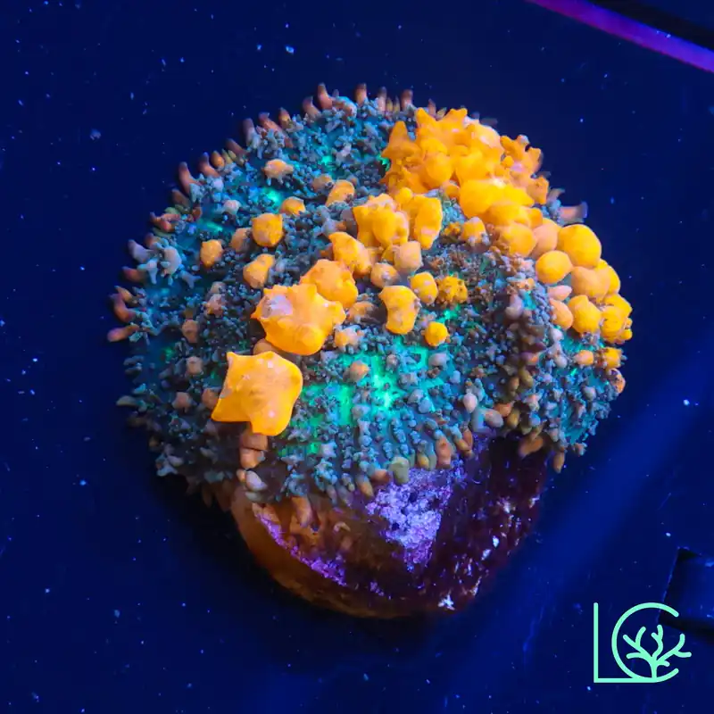 Sunkist Bounce Mushroom WYSIWYG - Lush