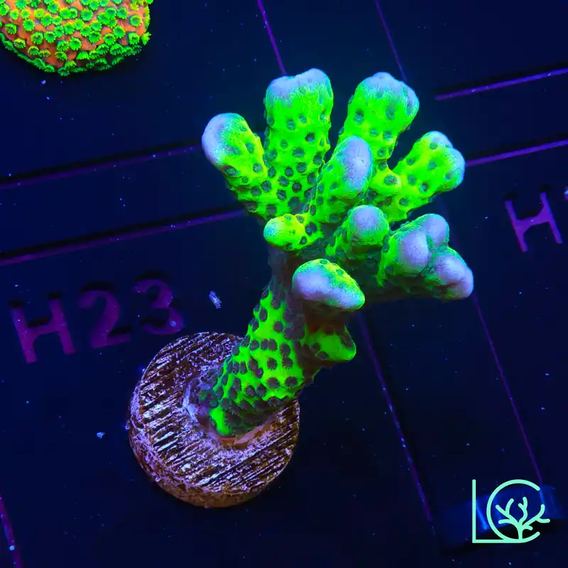 WWC Slimeball Anacropora WYSIWYG - Lush