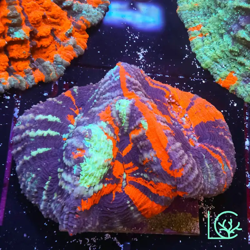 Triple Warpaint Scoly WYSIWYG - Lush