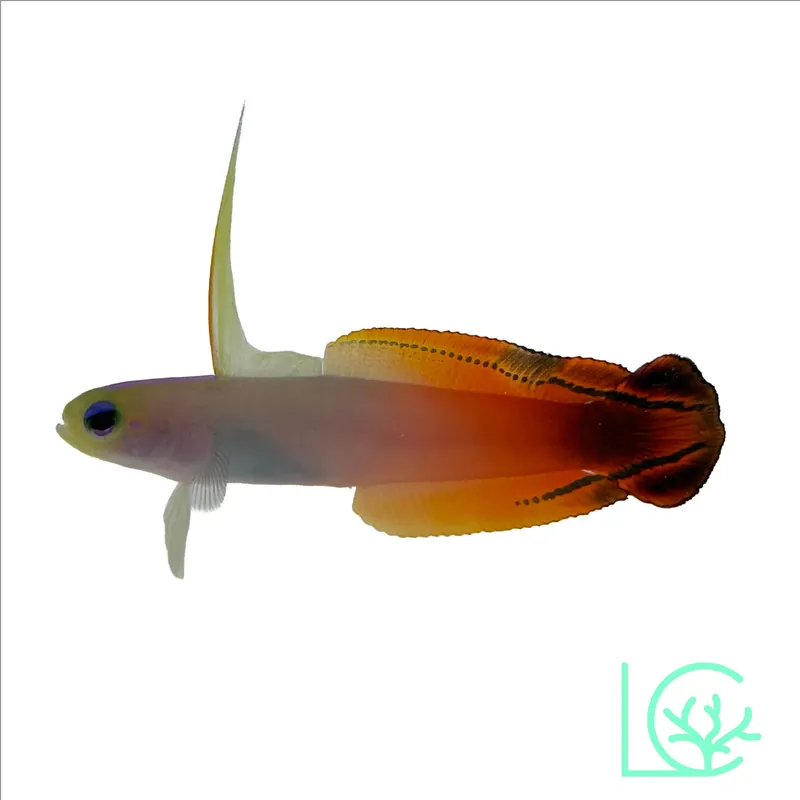 Red Firefish Goby - Lush