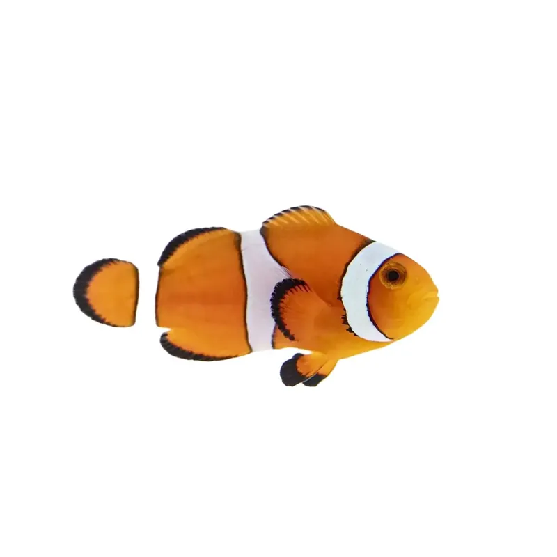 Orange Ocellaris Clownfish - Proaquatix