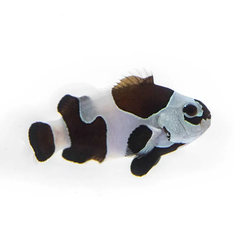 Black Storm Clownfish - Proaquatix