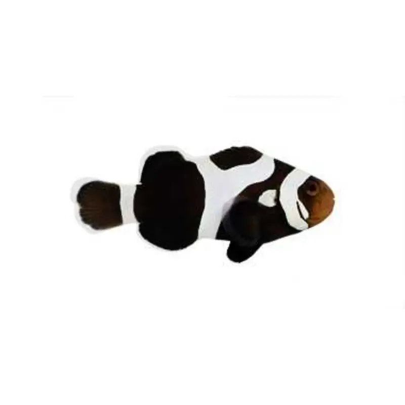 Black Gladiator Clownfish - Proaquatix