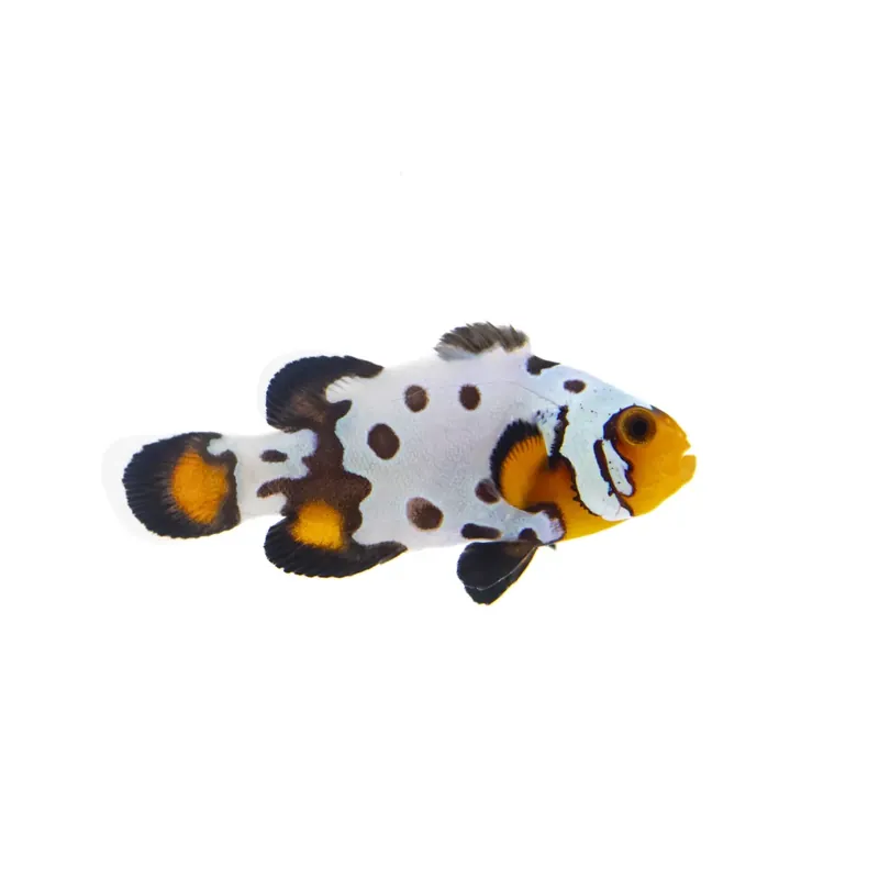 Bullet Hole Clownfish - Proaquatix
