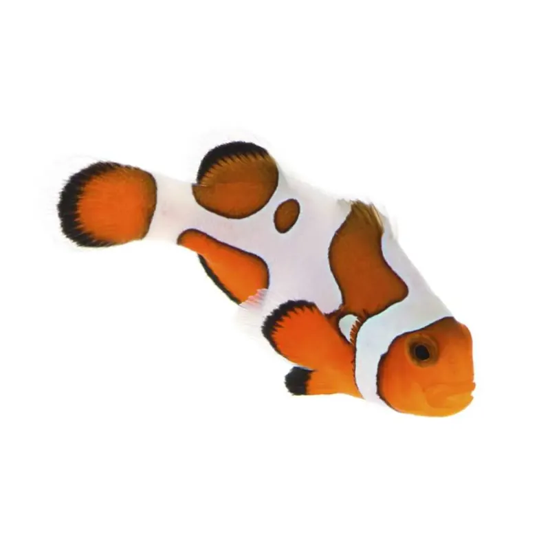 Premium Gladiator Clownfish - Proaquatix