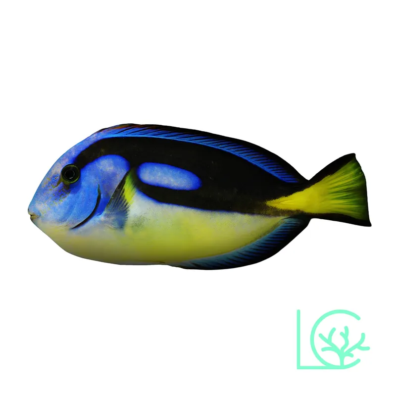 Yellow Belly Blue Hippo Tang - Lush
