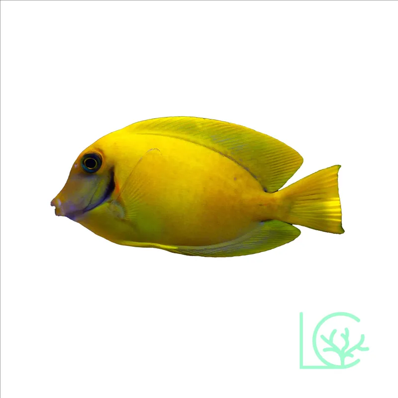 Lemon Mimic Tang - Lush