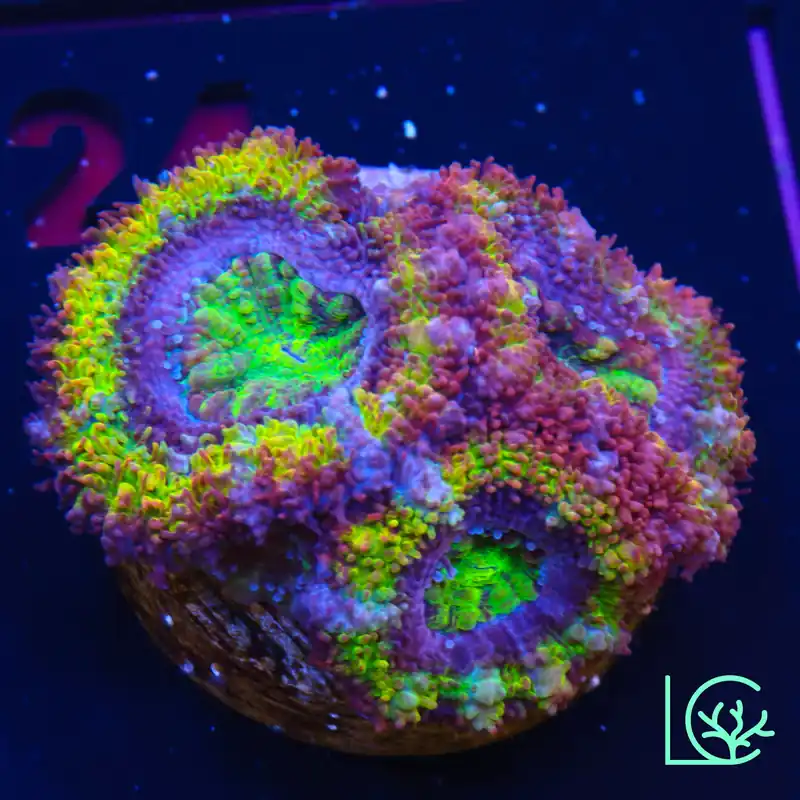 Ultra Hot Rainbow Acan WYSIWYG - Lush