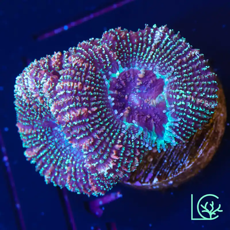 LC Dark Matter Acan WYSIWYG - Lush