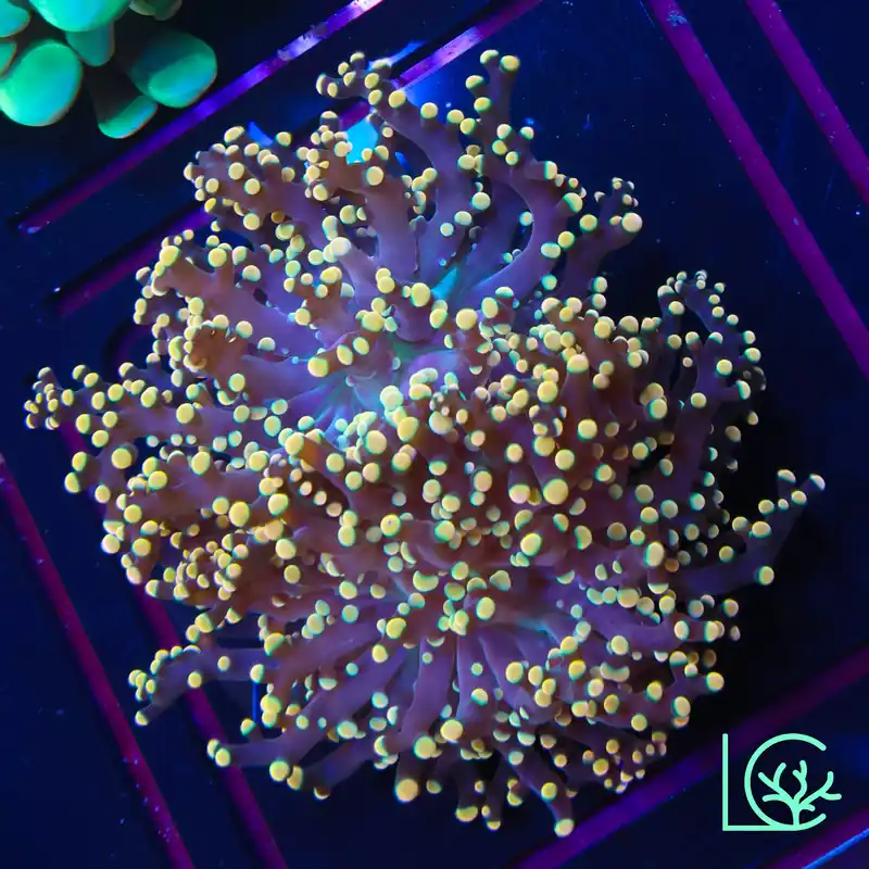 LC Peach Tip Octospawn WYSIWYG - Lush