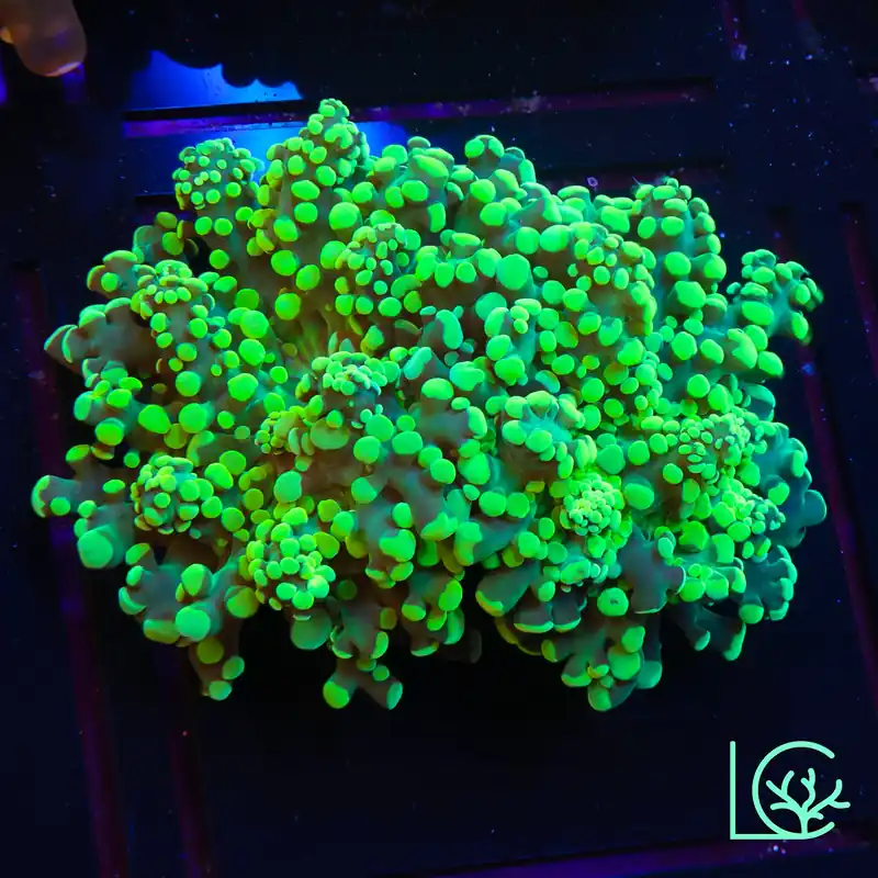 Yellow Toxic Octospawn WYSIWYG - Lush