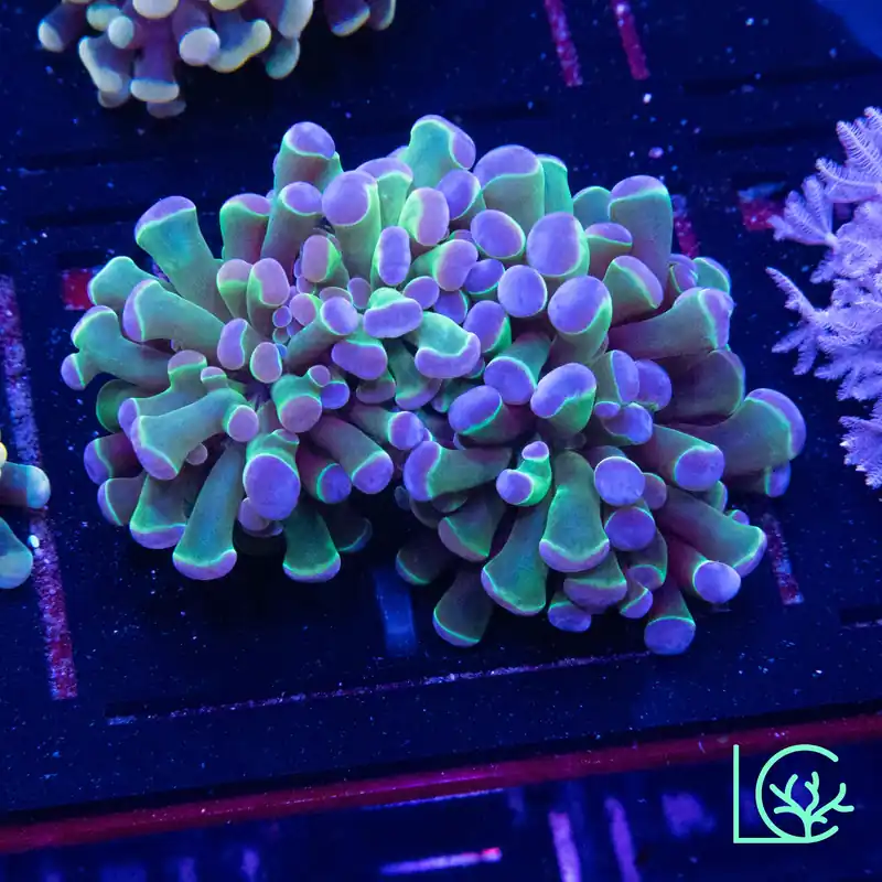 LC Pastel Rainbow Hologram Hammer WYSIWYG - Lush