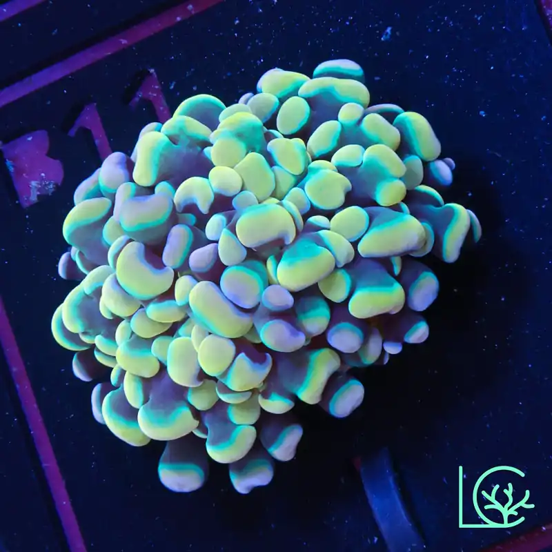 CB Willy Wonka Branching Hammer WYSIWYG - Lush