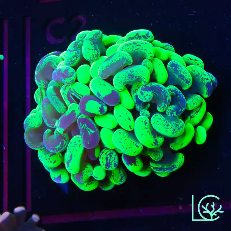 Toxic Green Splatter Hammer WYSIWYG - Lush