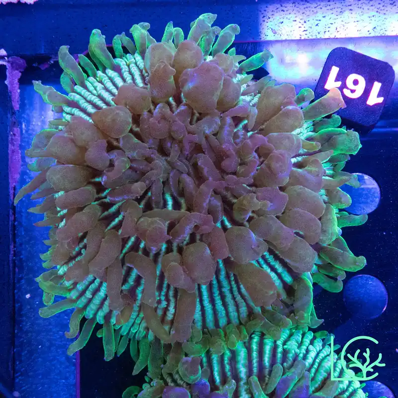 Large LC Watermelon Plate WYSIWYG - Lush