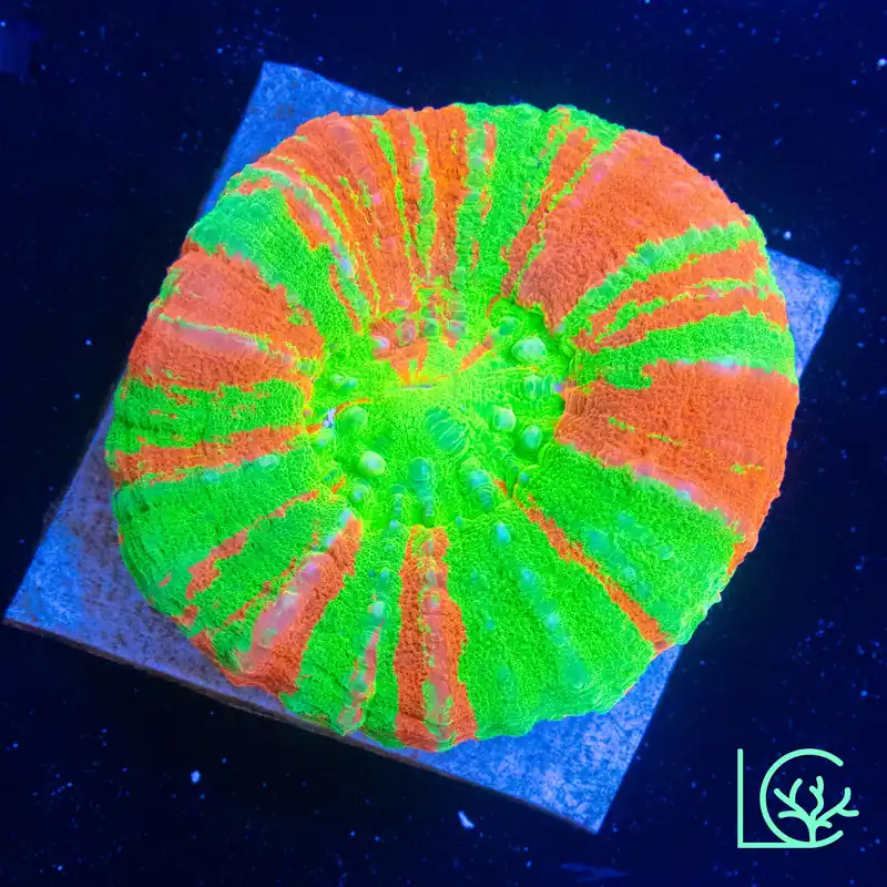 Ultra Bleeding Apple Scoly WYSIWYG - Lush