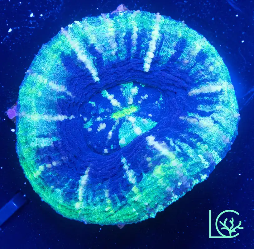UFO Scoly WYSIWYG - Lush