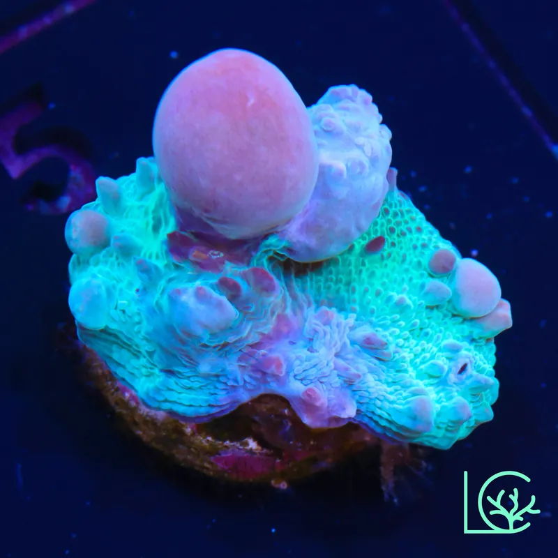 WWC Cosmic Candy Bounce Chalice WYSIWYG - Lush