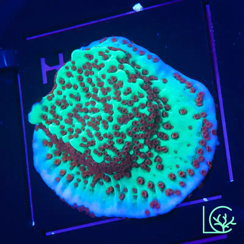 Jedi Mindtrick Montipora WYSIWYG - Lush