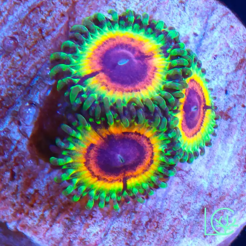 Little Shop of Horror Zoa WYSIWYG - Lush