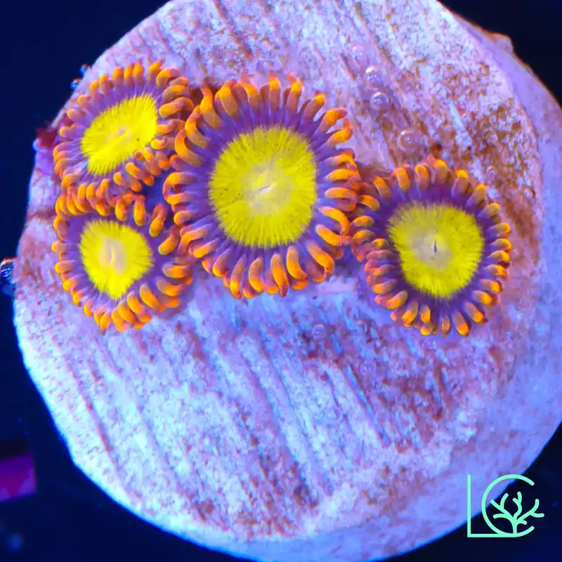 Mandarin Orange Zoa WYSIWYG - Lush