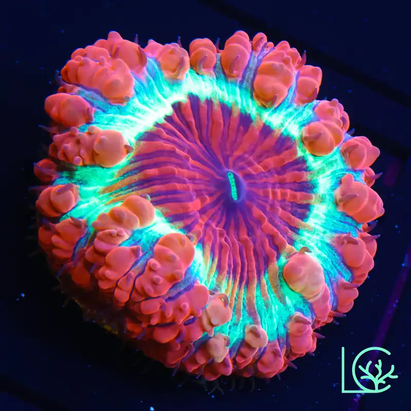 Ring of Fire Blasto WYSIWYG - Lush