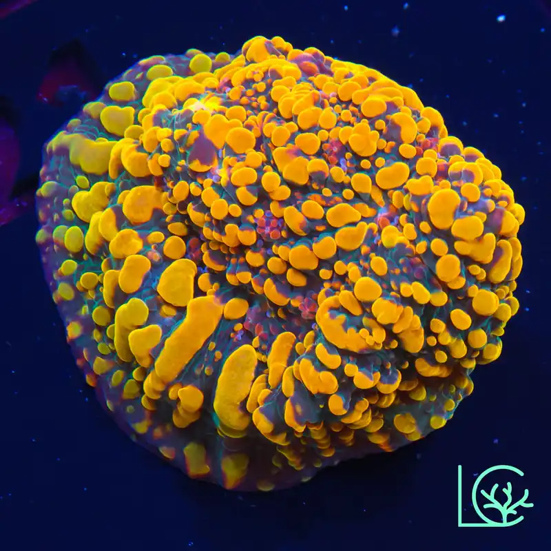 CC Cloudberries Chalice WYSIWYG - Lush